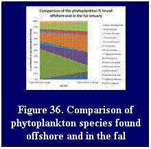 Text Box: Figure 36. Comparison of phytoplankton species found offshore and in the fal estuary
 
