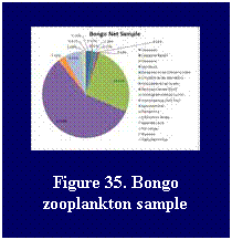 Text Box: Figure 35. Bongo zooplankton sample
