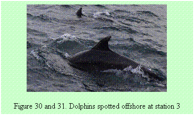 Text Box: Figure 30 and 31. Dolphins spotted offshore at station 3
