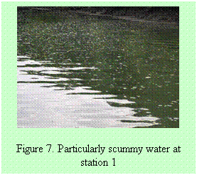 Text Box: Figure 7. Particularly scummy water at station 1
