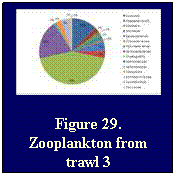 Text Box: Figure 29. Zooplankton from trawl 3
