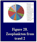 Text Box: Figure 28. Zooplankton from trawl 2
